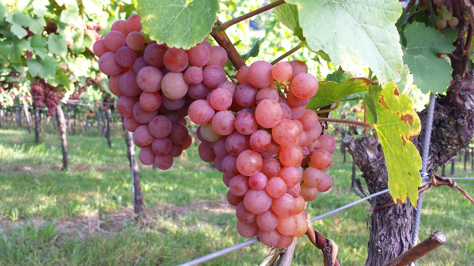 Weingut