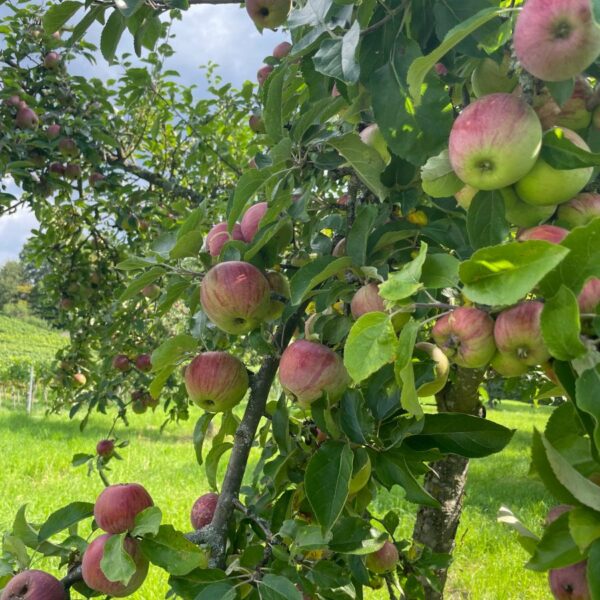 Gewürzluiken | Weingut und Edelbrennerei Gemmrich